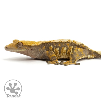 Crested gecko top for sale online